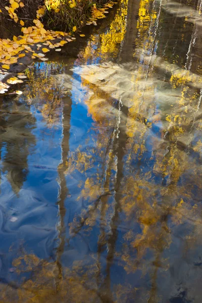 ağaçlar gölde yansıyan