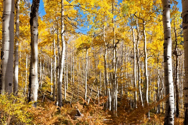 Aspens Güz