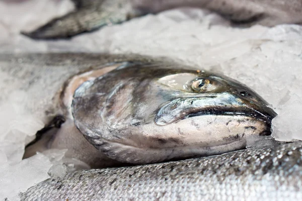 Balık yakın çekim