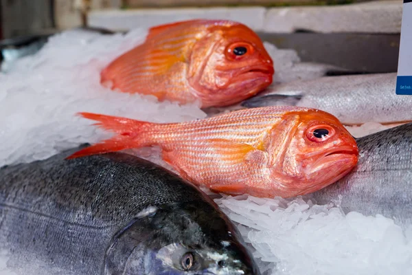 Colorful Fish at Market — Stock Photo, Image