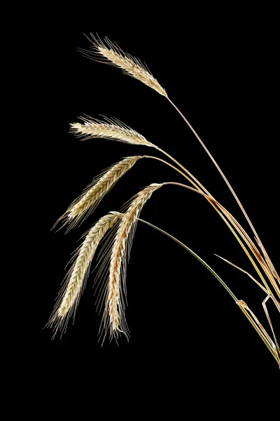 黑麦的耳朵 — 图库照片
