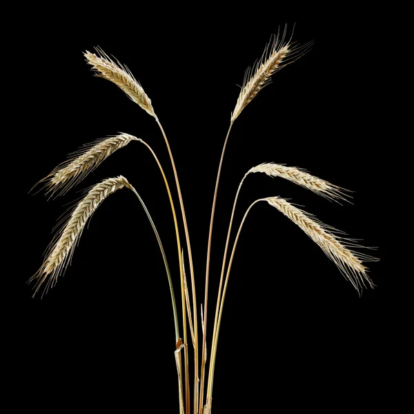小穗的黑麦 — 图库照片