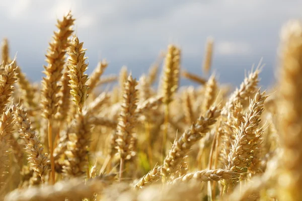 Wheat field — Stock Photo, Image