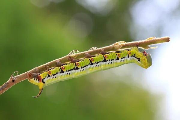 De gröna larverna. — Stockfoto