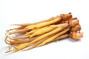 Galingale (Boesenbergia rotunda)