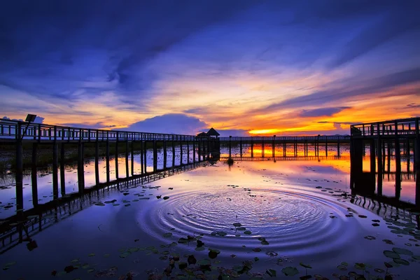 Lago Lotus na Tailândia — Fotografia de Stock