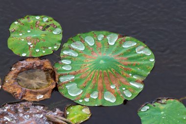Arkaplanda su damlası olan yeşil nilüfer yaprağı