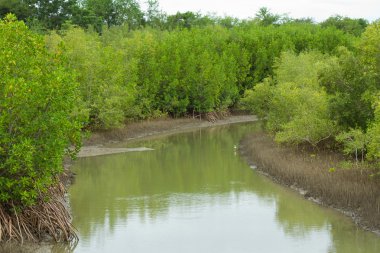 Deniz kıyısında hava kökleri mangrov bitki