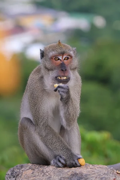 Thailand monkeys — Stock Photo, Image