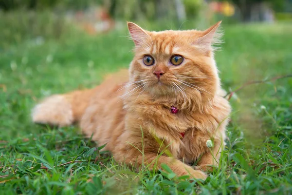 Persian cat on the green field — Stock Photo, Image