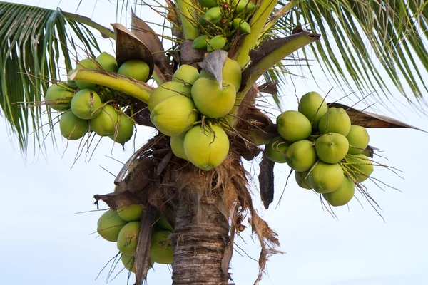 Coco verde en el árbol Imágenes De Stock Sin Royalties Gratis