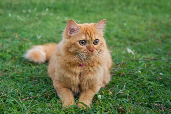Персидский кот на зеленом поле Стоковая Картинка