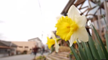 Sokaktaki nergis, arka planda yürüyen insanlar.