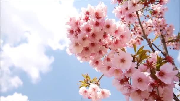 青空と白い雲の下で風の中でピンクの桜のサルドーネ — ストック動画