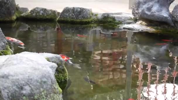 Рыба Карп Плавает Пруду Деревянным Амулетом Предсказанием Судьбы — стоковое видео