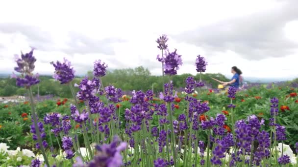 Asian couple tourists taking selfie photo in distance with focus on foreground of violet lavender flowers and bees flying around in flower fields in Furano, Hokkaido, Japan