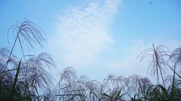 Cielo Azul Con Cometas Volando Flor Hierba Primer Plano — Vídeo de stock