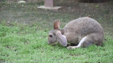 Tatlı gri tavşan ot yiyor.