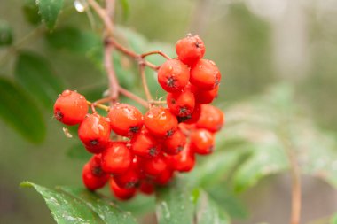 Sonbaharda Rowan meyveleri