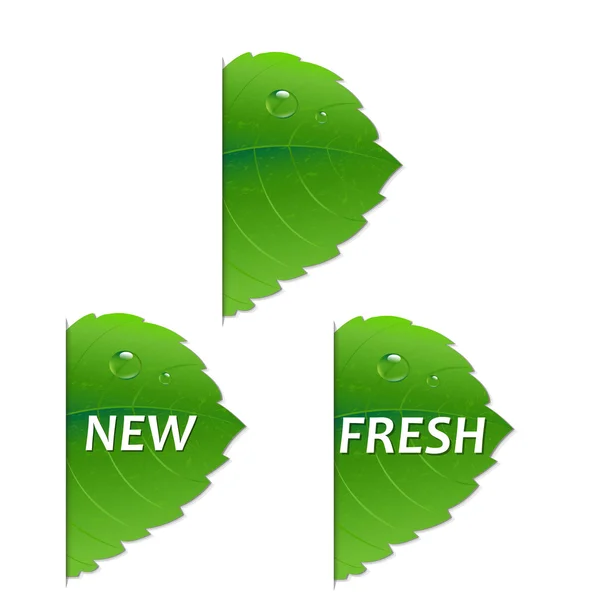 Ensemble de feuilles vertes — Image vectorielle