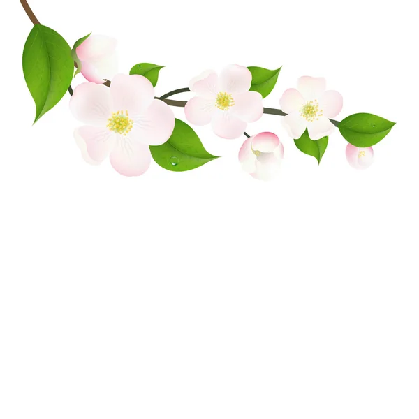 Pastel Apple Tree Flowers — Stock Vector