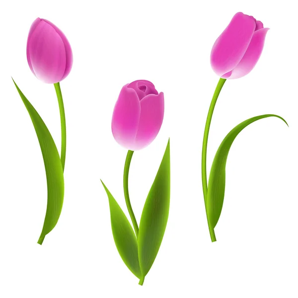 Tulipanes rosados — Vector de stock