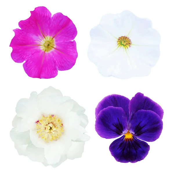 Набор цветов — стоковый вектор