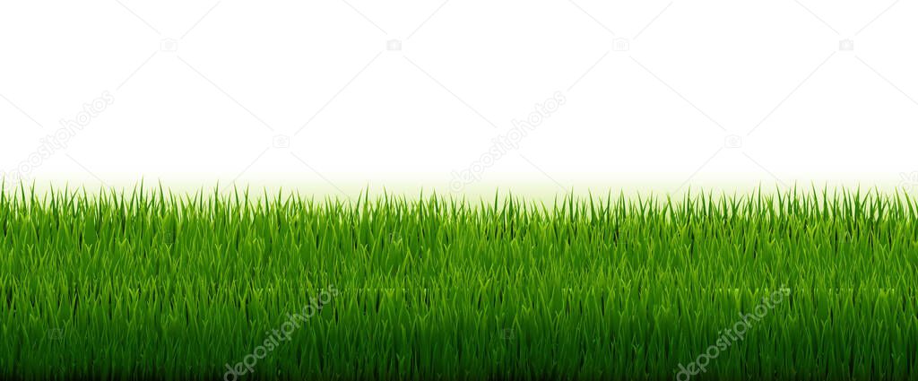 Green Grass Border With White Background