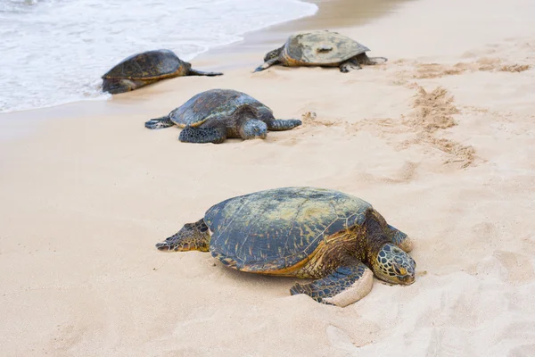 Tortugas en la bahía de las Tortugas — Foto de Stock