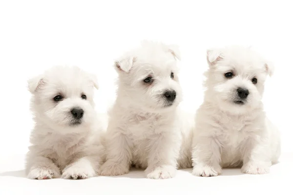 West highland white terrier yavruları — Stok fotoğraf