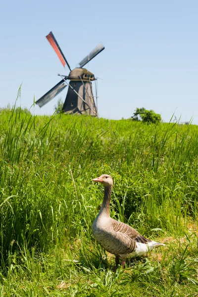 Eine Ente gegen die Windmühle — Stockfoto