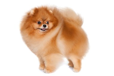 pomeranian spitz izole