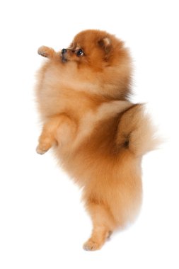 küçük bir köpek Beceri