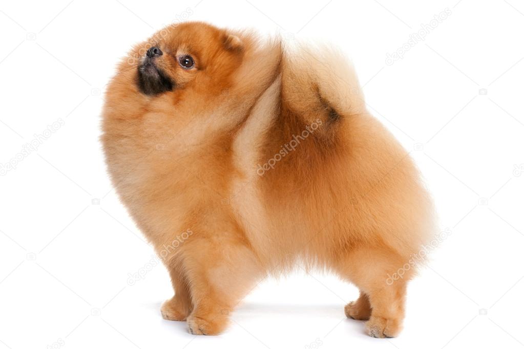 Pomeranian spitz