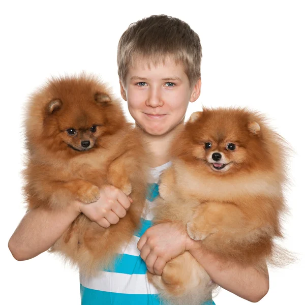 Boy holds two pomeranian spitz — Stock Photo, Image