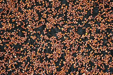 Turp tohumları serpiyor. Evde mikro yeşiller yetişiyor..