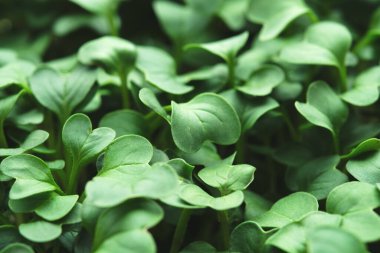 Mikro yeşil brokoli yakın plan. Evde bahçıvanlık ve evde yeşillik yetiştirme kavramı. Yeşil arkaplan