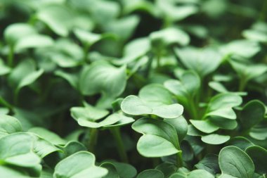 Mikro yeşil brokoli yakın plan. Evde bahçıvanlık ve evde yeşillik yetiştirme kavramı. Yeşil arkaplan