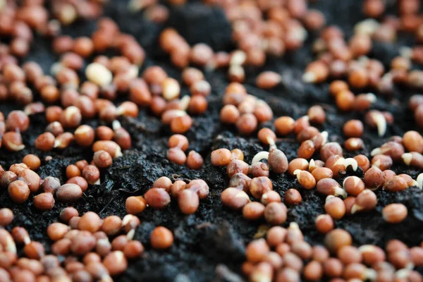 Close-up of sprouting broccoli seeds. Growing microgreens at home. Selective focus.