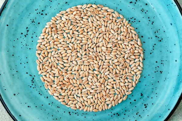 Close Wheat Grains Blue Plate Wheat Texture Background — Stockfoto