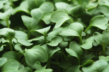 Mikro yeşil brokoli yakın plan. Evde bahçıvanlık ve evde yeşillik yetiştirme kavramı. Yeşil arkaplan