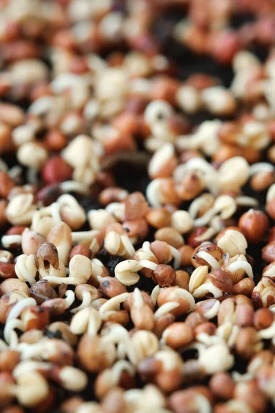 Close Broccoli Sprouts Growing Microgreens Home Selective Focus — Stockfoto