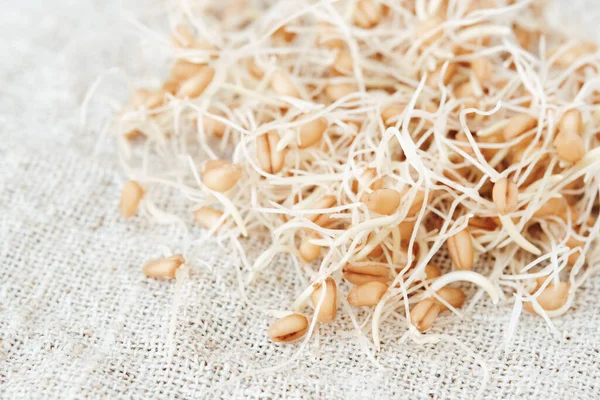 Pile Sprouted Wheat Grains Linen Napkin — 스톡 사진