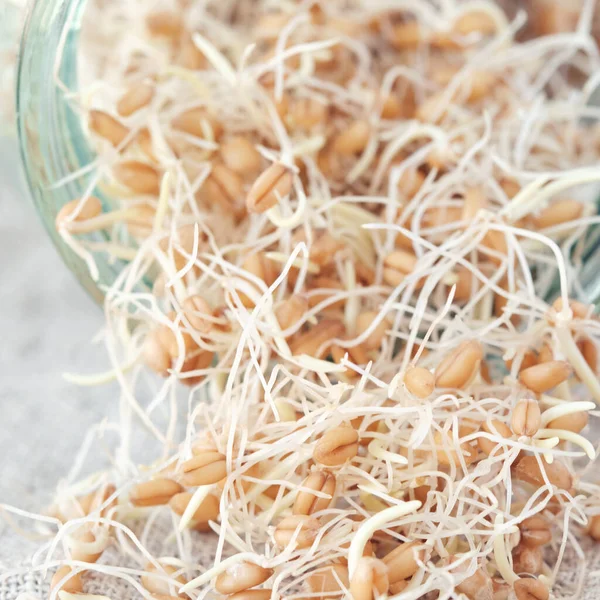 Germinated Jar Wheat Sprouts Background Linen Napkin — 스톡 사진
