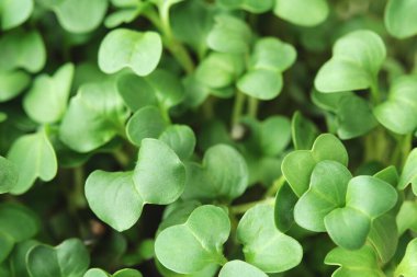 Mikro yeşil brokoli yakın plan. Evde bahçıvanlık ve evde yeşillik yetiştirme kavramı. Yeşil arkaplan