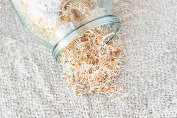 Germinated Jar Wheat Sprouts Background Linen Napkin View — 스톡 사진