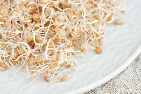 Sprouted Wheat Grains White Plate — 스톡 사진
