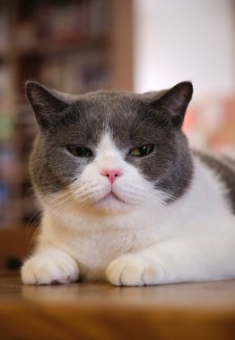 Evdeki ahşap masada İngiliz stenografisi mavi ve beyaz kediyi kapatın.