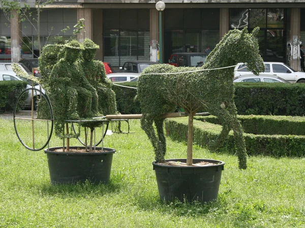 観賞植物 — ストック写真