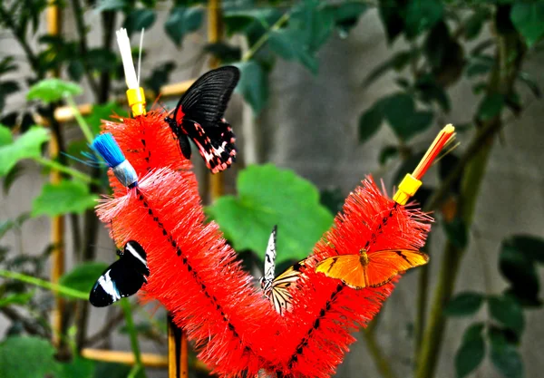 Tropiska fjärilar — Stockfoto